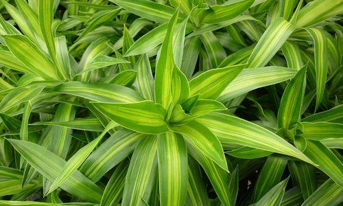 室内植物，清新空气的好帮手（选择适合室内环境的8种室内植物）