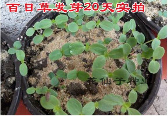 如何种植百日草种子？（时间、步骤、技巧一网打尽）