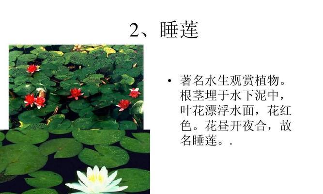 园林植物常用种类详解（掌握这些种类，打造美丽园林）