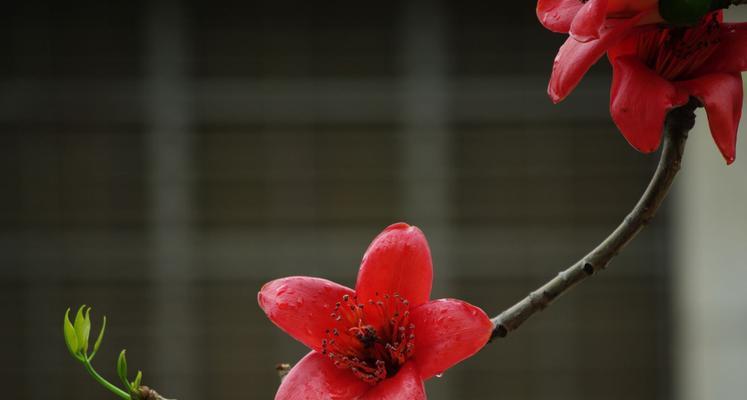 探索木棉树的寓意与美学价值（探索木棉树的寓意与美学价值）