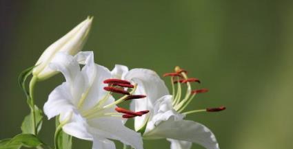 百合花的象征意义（探究百合花在人们心中的重要地位）