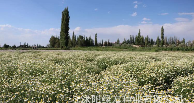 如何栽培与管理美丽的菊花（菊花栽培技术与管理实用指南）