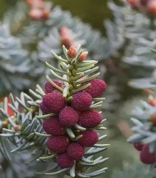 松树开花（寓意与象征、开花过程的奇迹和启示）