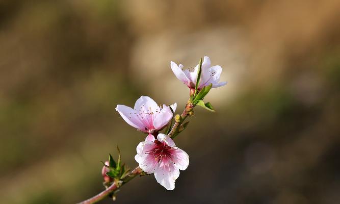 桃花的花语与意义（用桃花解读爱情、生命与希望）