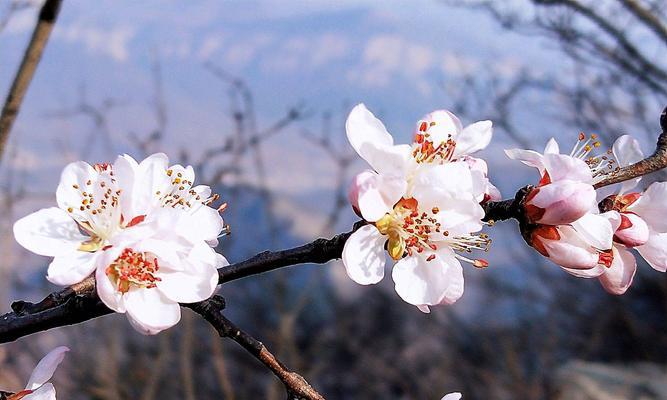 桃花的花语与意义（用桃花解读爱情、生命与希望）