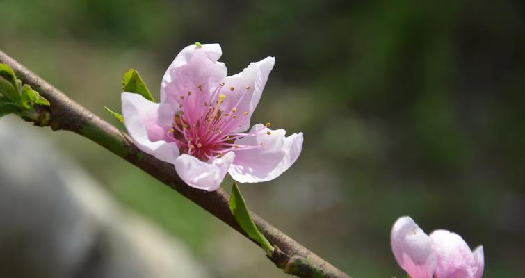 桃花的花语与意义（用桃花解读爱情、生命与希望）