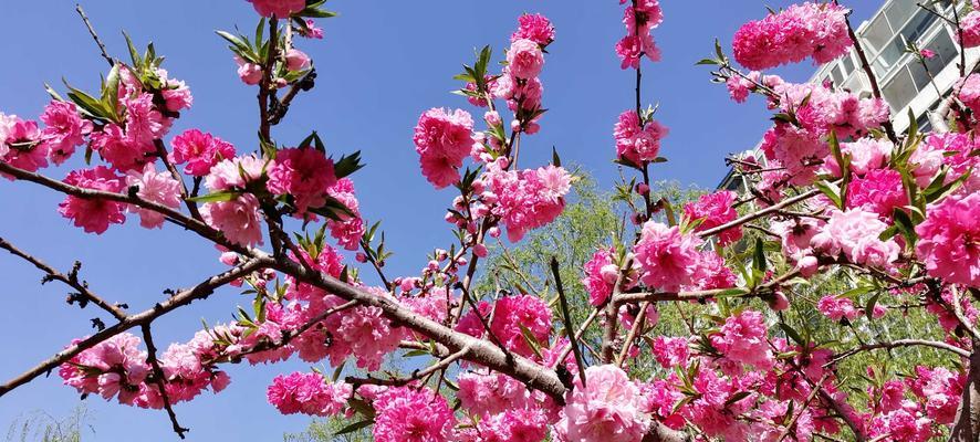 桃花花语与寓意——浪漫与希望的象征（桃花的花语寓意及其重要性）