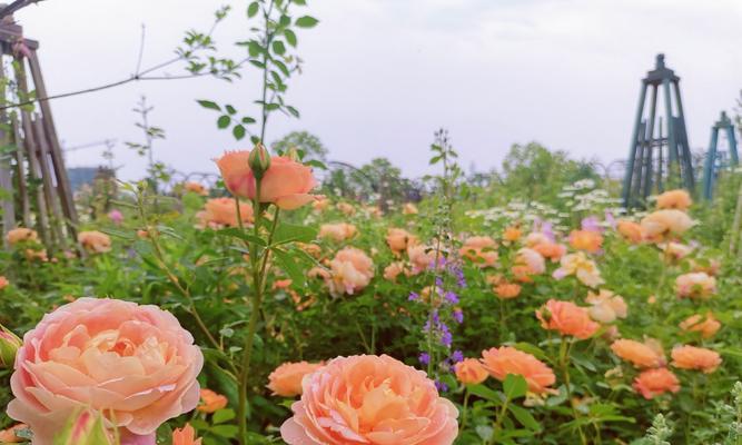 湘潭市花——菊花的象征与寓意（菊花之美在湘潭盛放）