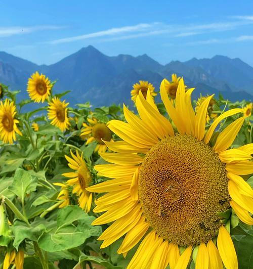 向日葵花语的寓意与含义（阳光美丽的象征）