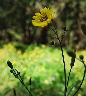 小草，伟大的见证者（坚韧、无私、充满希望的小草）