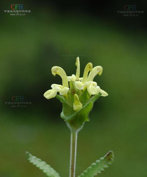 玄参科植物的共性特征及其生态意义（探索玄参科植物的奥秘，揭示其重要生态功能）