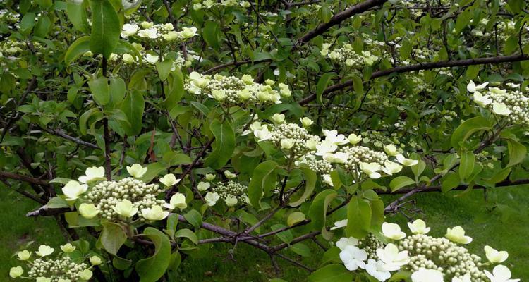 扬州市花琼花的象征与寓意（扬州市花琼花的美丽与文化内涵）