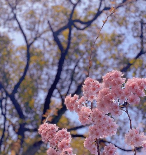 樱花盛开，象征之美（探索樱花的象征意义与文化传承）