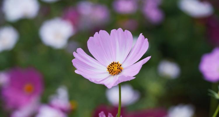 花开花谢，花语代表你（以有什么花的花语是你的花）