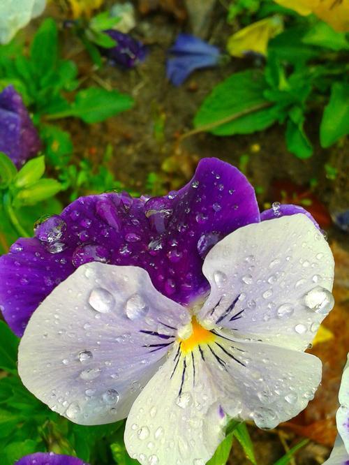 重逢之花（重逢花语）