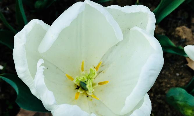 郁金香花语与寓意（揭示郁金香花语的背后含义，探寻其情感的表达方式）