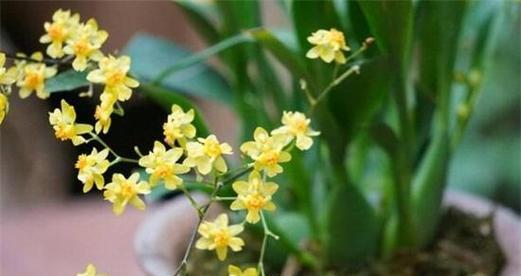 野生兰花的花语（探寻野生兰花传递的十五种花语）