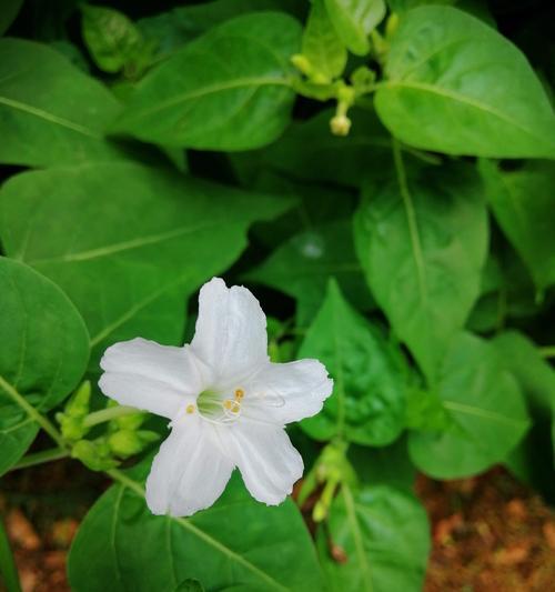 以夜来香的花语（探秘以夜来香花的色彩与花语）