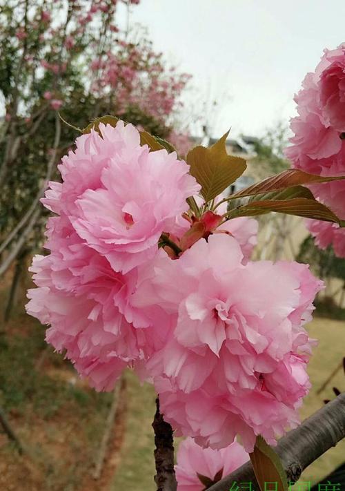 樱桃花之花语-盛世绽放（迎接春天的甜美绽放，樱花的花语与意义）