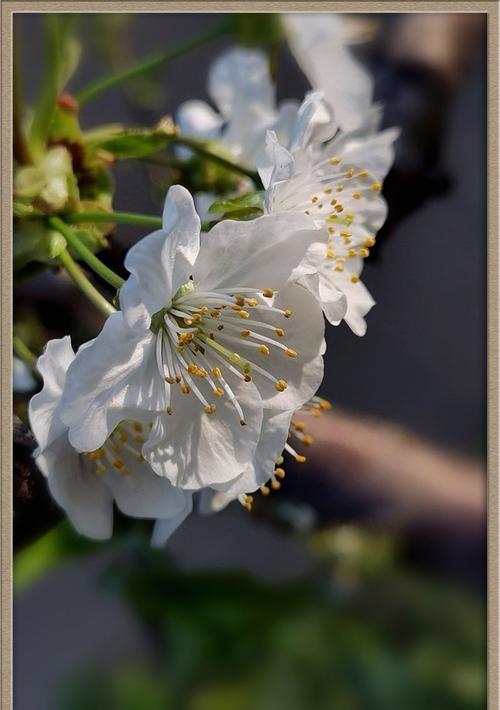 樱桃花的花语与传说（美丽绽放的樱桃花，迷人花语与神秘传说）