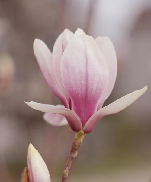 丰富多彩的玉兰花花语（探索不同颜色玉兰花的花语之谜）