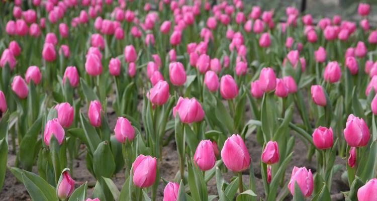 郁金香粉色花语的深意（探索郁金香粉色花语的美丽和神秘）