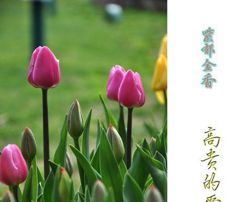 郁金香花语及寓意（探索郁金香花语的美丽和深意）