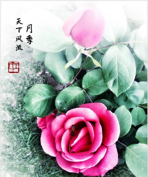 月季花的色彩与花语（探索月季花的美丽与意义）