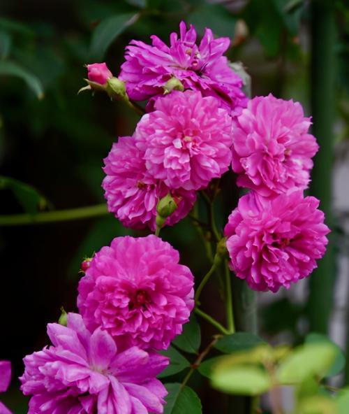 月季花的寓意与象征意义（探索月季花的内涵与美丽）