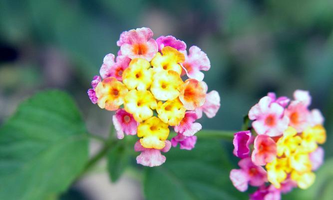 草本花卉，花开花落的故事（草本花卉的分类与特点，从生长环境到养护方法全面解析）