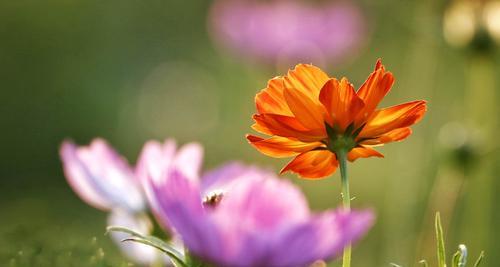 赏波斯菊，感受盛夏的美好（揭秘波斯菊季节，探寻花海背后的秘密）