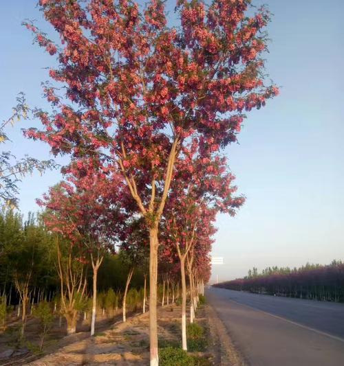 探寻香花槐树的美丽与价值（从生态环保到文化传承，一颗香花槐树的故事）