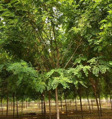 探寻香花槐树的美丽与价值（从生态环保到文化传承，一颗香花槐树的故事）