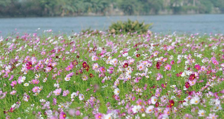 波斯菊——花海中的绚烂明珠（探秘波斯菊的魅力与特点）