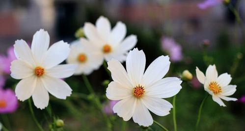 波斯菊——花海中的绚烂明珠（探秘波斯菊的魅力与特点）