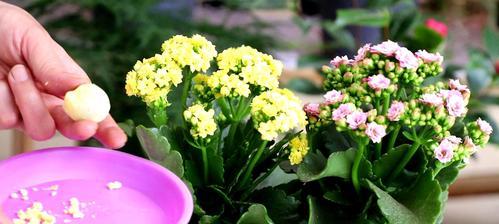 长寿花繁殖指南——让你轻松掌握多种方法（不同于其他植物，长寿花的繁殖方式多种多样，教你一步步实现增殖）