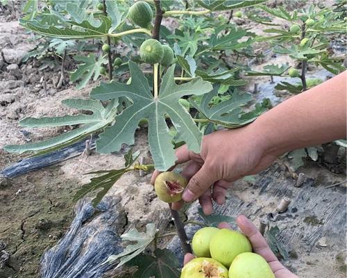 无花果树种植技巧（打造丰收的无花果果园，学会这些关键技巧）