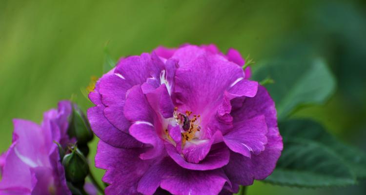 探秘月季花的花色（从红、白、黄、粉等颜色看月季花的多彩魅力）