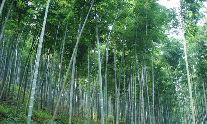 毛竹种子的种植方法（如何在家中种植毛竹？）