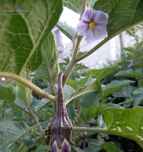 茄科植物的主要特征（探究茄科植物的生态角色和经济价值）