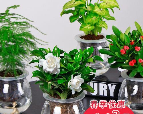 水培植物怎么养小妙招（关于水培植物养护技巧）