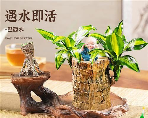 水培植物怎么养小妙招（关于水培植物养护技巧）