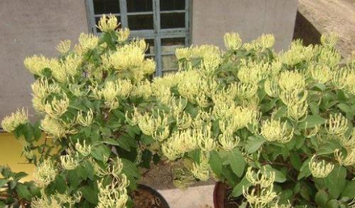 金银花如何种植（金银花种植技术与管理）