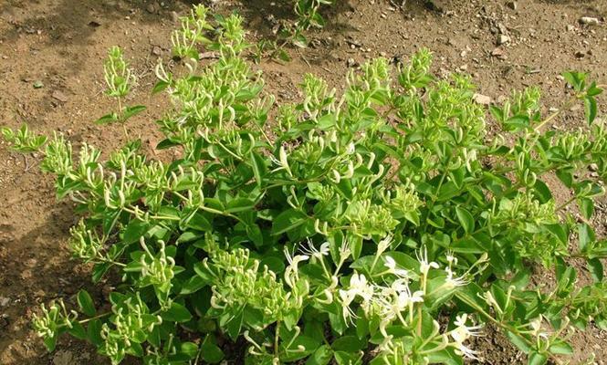 金银花如何种植（金银花种植技术与管理）