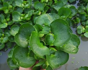 改善水质最强的水生植物是什么（适合水生植物大全）