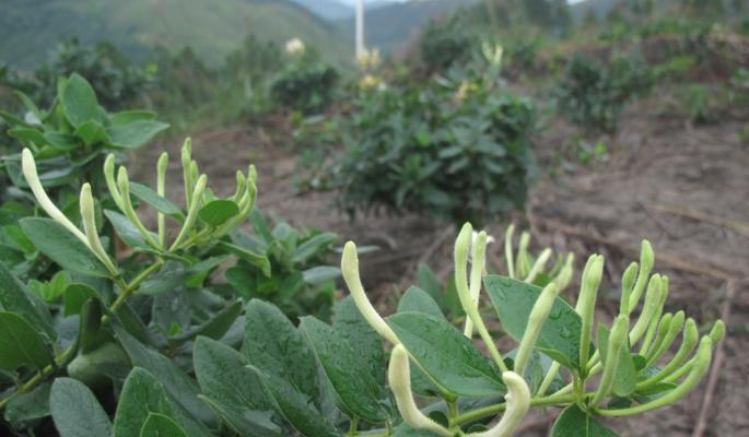 金银花种植技术与栽培管理（培育健康金银花的关键）