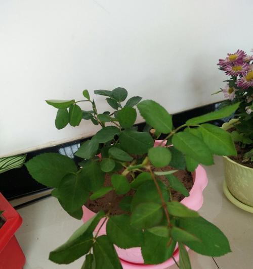 玫瑰花怎么样才不会枯萎（玫瑰花种植方法与技巧）