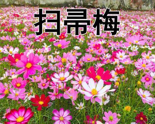 波斯菊种子怎么种植（详解波斯菊种植技巧）