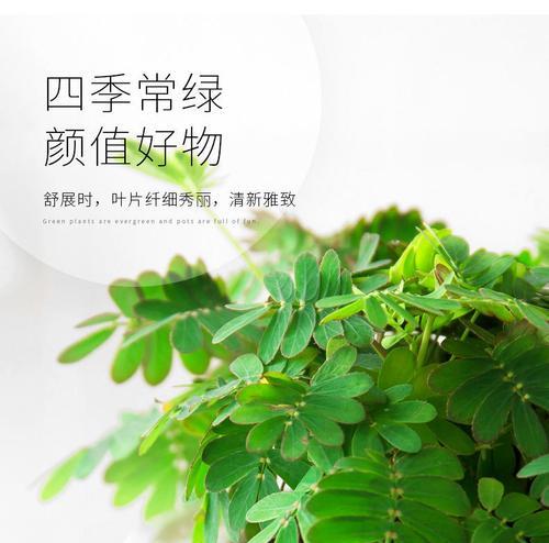 含羞草怎么养护（简述含羞草养护方法及注意事项）