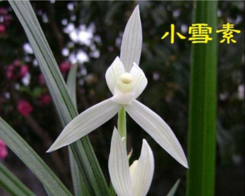 兰花怎样种植和养护（详解兰花的种植方法）